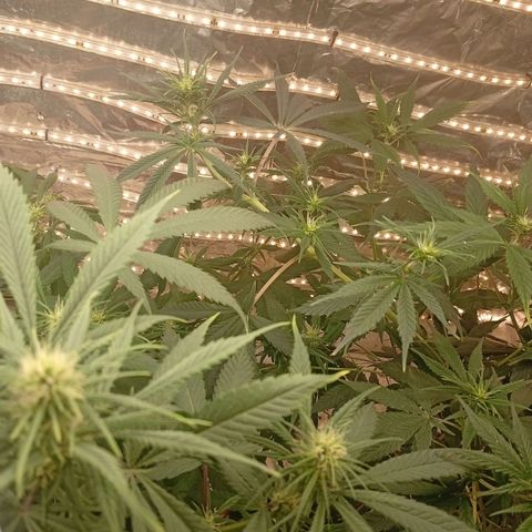 Genética desconhecida growlog timeline photo