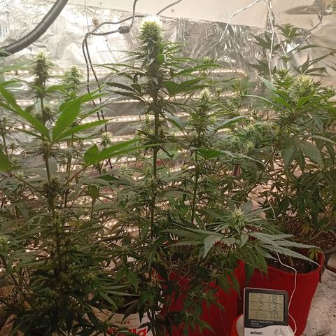 Genética desconhecida growlog timeline photo