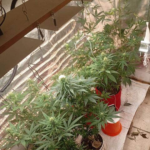 Genética desconhecida growlog timeline photo