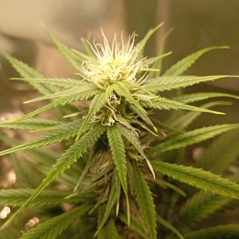 Genética desconhecida growlog timeline photo