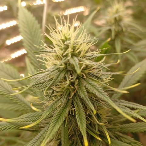 Genética desconhecida growlog timeline photo