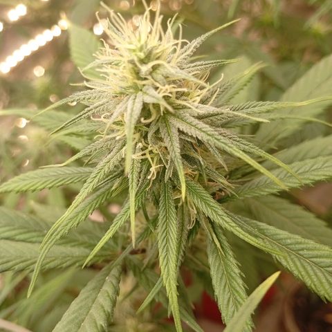 Genética desconhecida growlog timeline photo