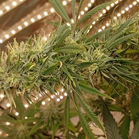 Genética desconhecida growlog timeline photo