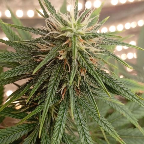 Genética desconhecida growlog timeline photo