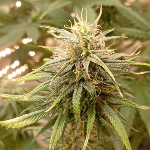 Genética desconhecida growlog timeline photo