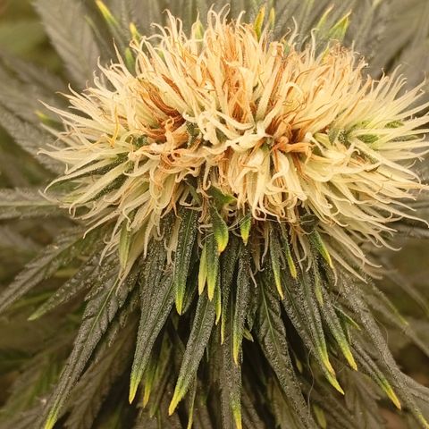 Genética desconhecida growlog timeline photo