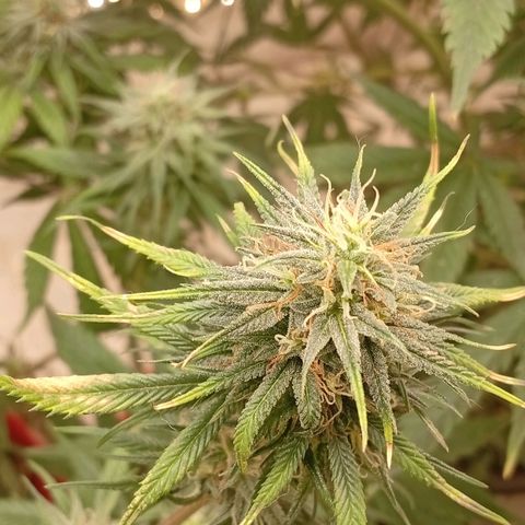 Genética desconhecida growlog timeline photo