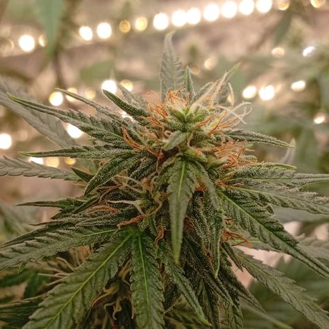 Genética desconhecida growlog timeline photo