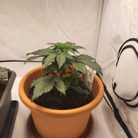 Afghani #1 Automatic growlog timeline photo