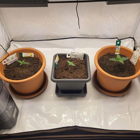 Afghani #1 Automatic growlog timeline photo