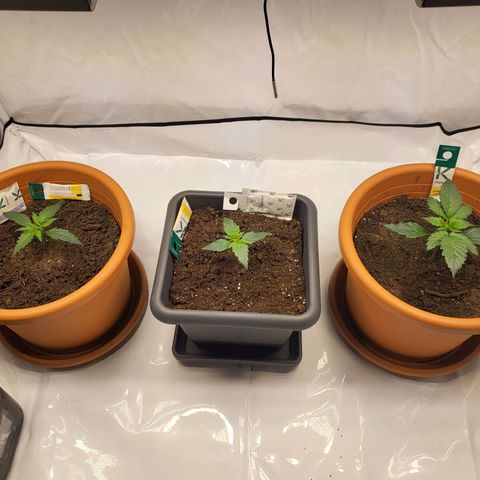 Afghani #1 Automatic growlog timeline photo