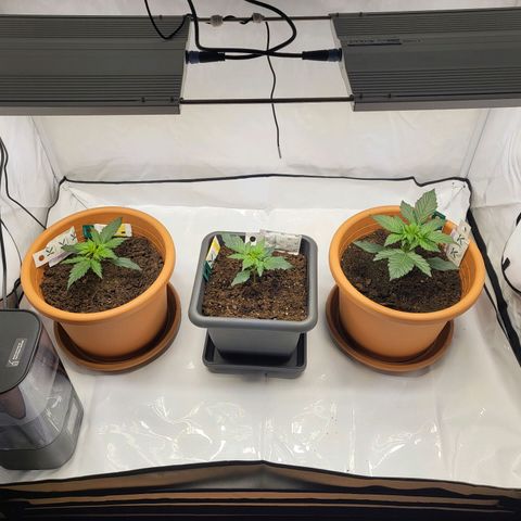Afghani #1 Automatic growlog timeline photo