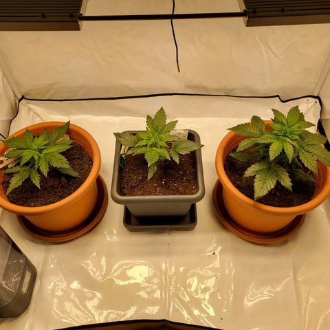 Afghani #1 Automatic growlog timeline photo