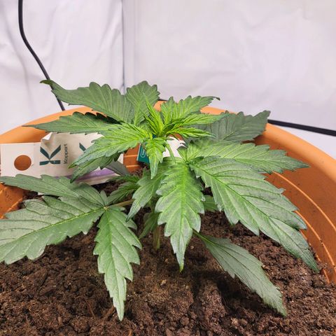 Afghani #1 Automatic growlog timeline photo