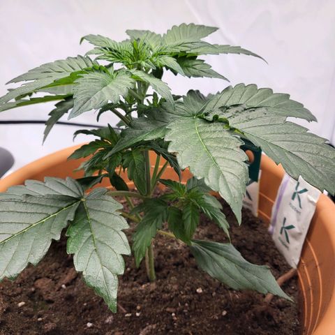 Afghani #1 Automatic growlog timeline photo