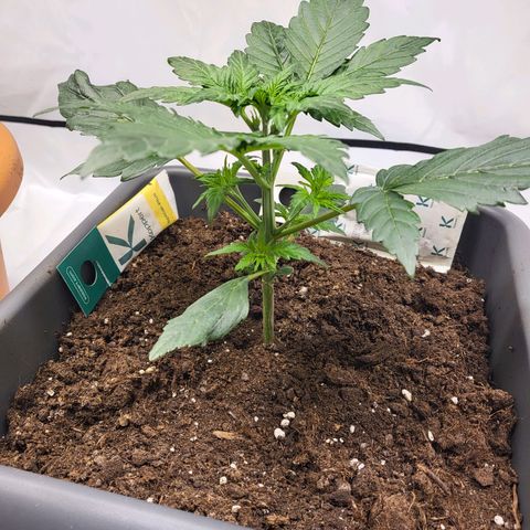 Afghani #1 Automatic growlog timeline photo