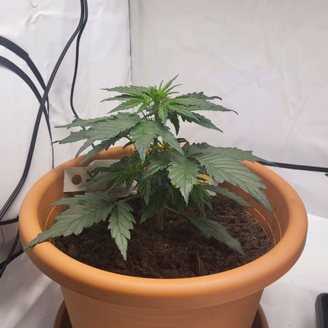 Afghani #1 Automatic growlog timeline photo