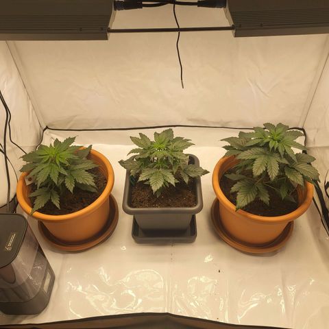 Afghani #1 Automatic growlog timeline photo