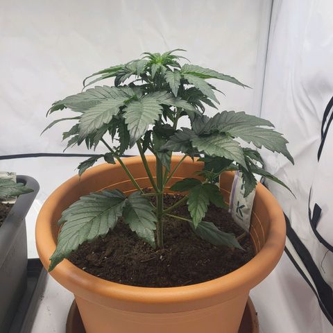 Afghani #1 Automatic growlog timeline photo