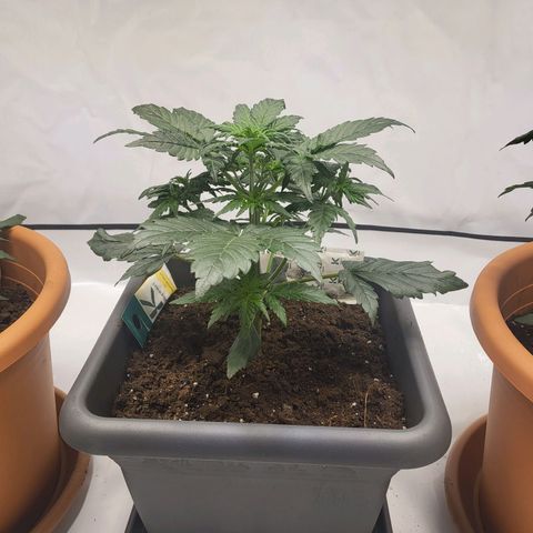 Afghani #1 Automatic growlog timeline photo