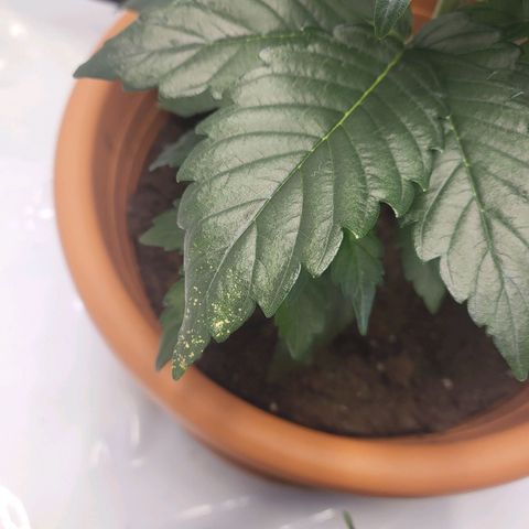 Afghani #1 Automatic growlog timeline photo
