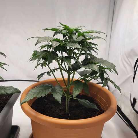 Afghani #1 Automatic growlog timeline photo