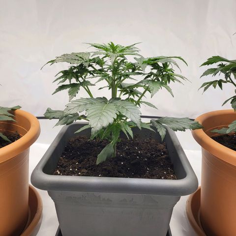 Afghani #1 Automatic growlog timeline photo
