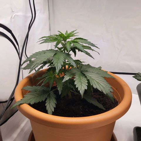 Afghani #1 Automatic growlog timeline photo