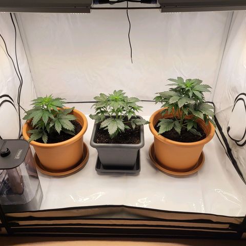 Afghani #1 Automatic growlog timeline photo