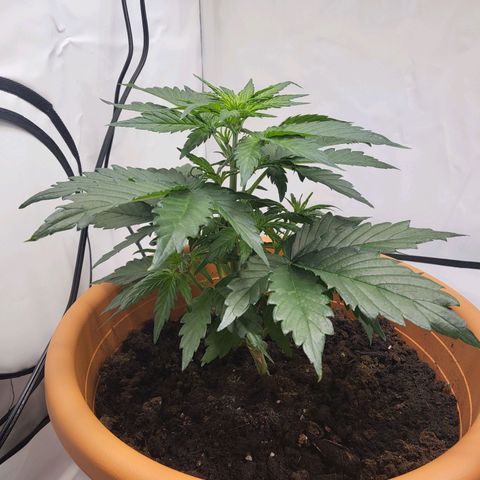 Afghani #1 Automatic growlog timeline photo