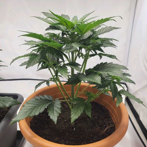 Afghani #1 Automatic growlog timeline photo