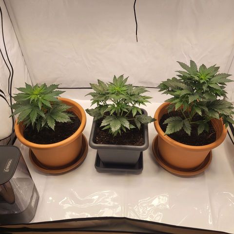 Afghani #1 Automatic growlog timeline photo