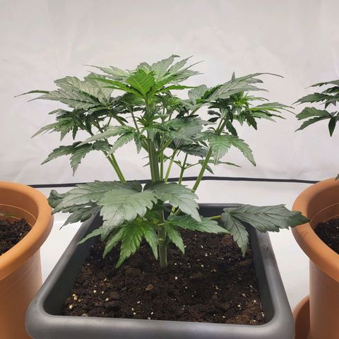 Afghani #1 Automatic growlog timeline photo