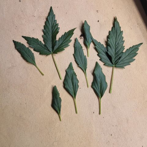 Afghani #1 Automatic growlog timeline photo