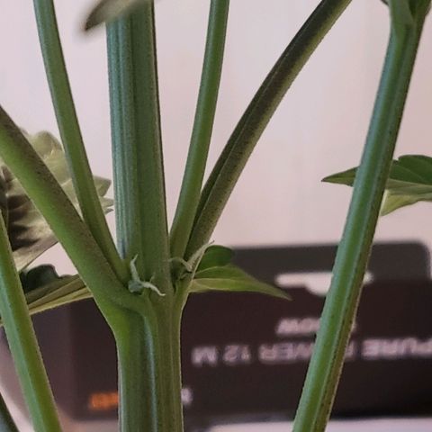 Afghani #1 Automatic growlog timeline photo