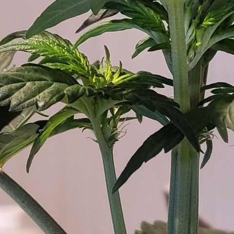 Afghani #1 Automatic growlog timeline photo