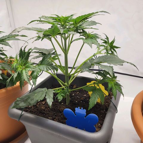 Afghani #1 Automatic growlog photo: Nach dem LST