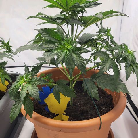 Afghani #1 Automatic growlog photo: Nach dem LST