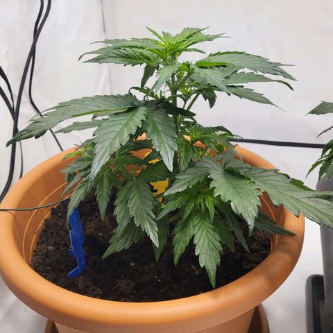 Afghani #1 Automatic growlog photo: Nach dem LST