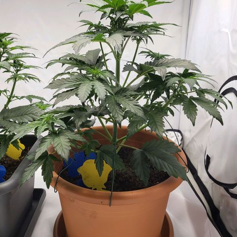 Afghani #1 Automatic growlog timeline photo