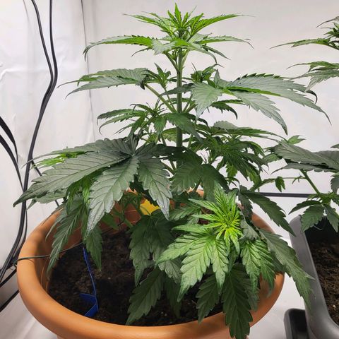 Afghani #1 Automatic growlog timeline photo