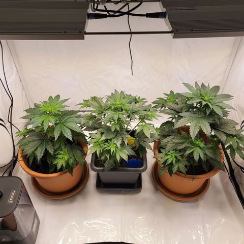 Afghani #1 Automatic growlog timeline photo