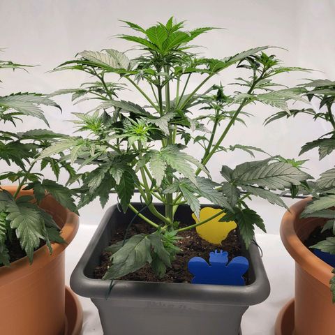Afghani #1 Automatic growlog timeline photo