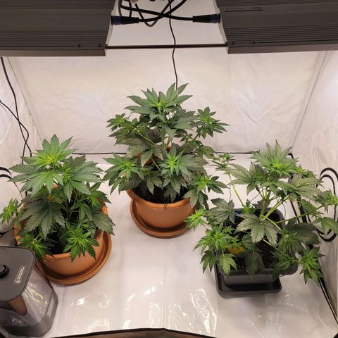 Afghani #1 Automatic growlog timeline photo