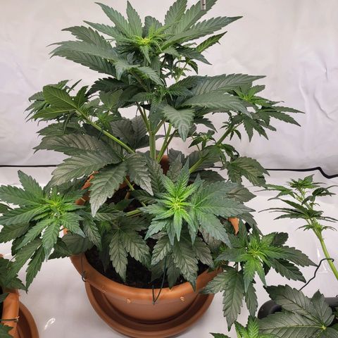 Afghani #1 Automatic growlog timeline photo