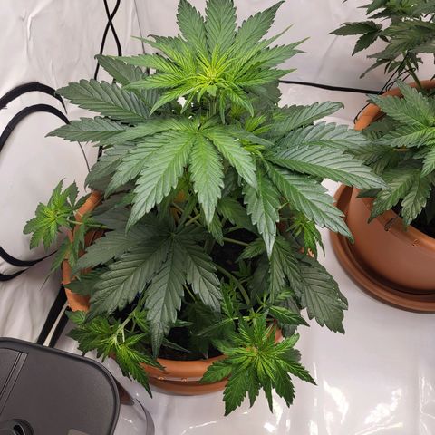 Afghani #1 Automatic growlog timeline photo