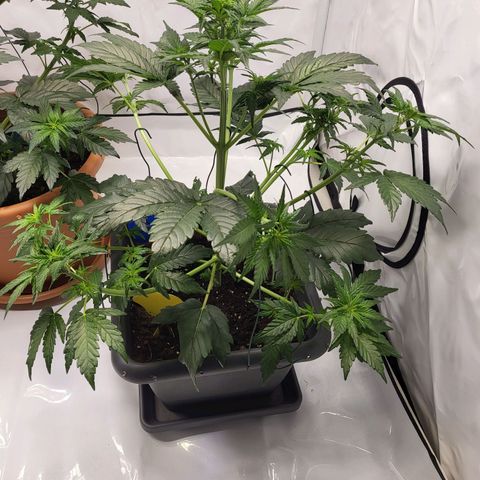 Afghani #1 Automatic growlog timeline photo