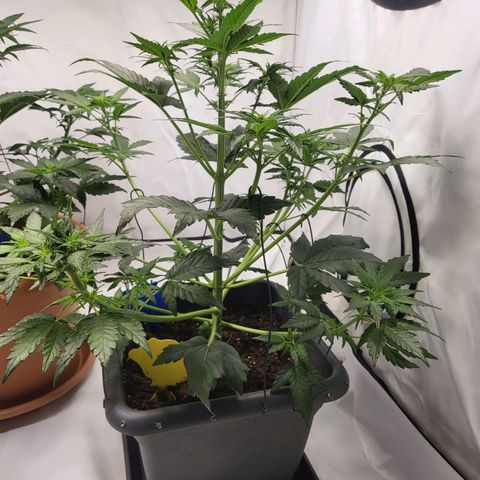 Afghani #1 Automatic growlog timeline photo
