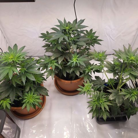 Afghani #1 Automatic growlog timeline photo