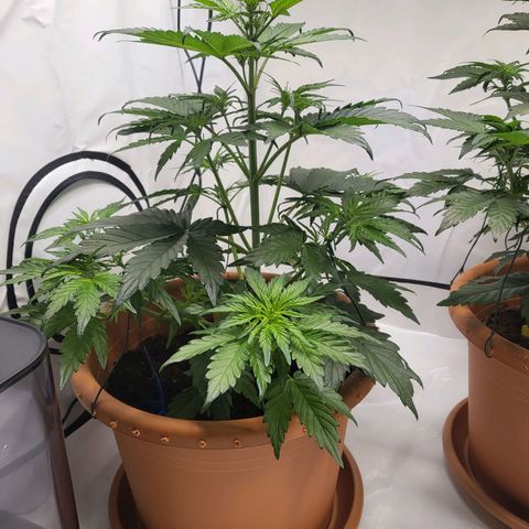 Afghani #1 Automatic growlog timeline photo